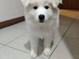 Safkan Kar Beyaz Samoyed