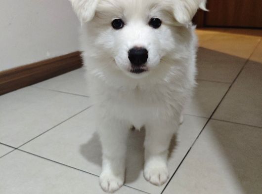 Safkan Kar Beyaz Samoyed görsel