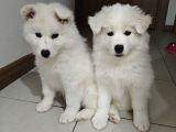 Safkan Kar Beyaz Samoyed