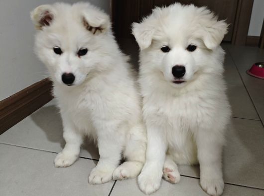 Safkan Kar Beyaz Samoyed görsel