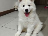 Safkan kar beyaz samoyed