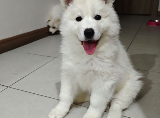 Safkan Kar Beyaz Samoyed