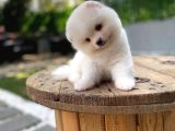 Teddy Surat Pomeranian Boo Yavrular Sizlerle