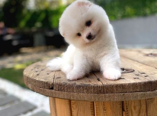 Teddy Surat Pomeranian Boo Yavrular Sizlerle görsel