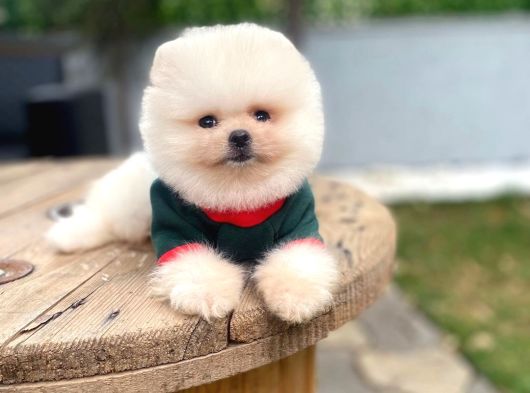 Teddy Surat Pomeranian Boo Yavrular Sizlerle