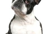 Baby Face Frenc Buldog Yavrular Namı Deger Bebekler
