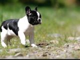 Baby Face Frenc Buldog Yavrular Namı Deger Bebekler