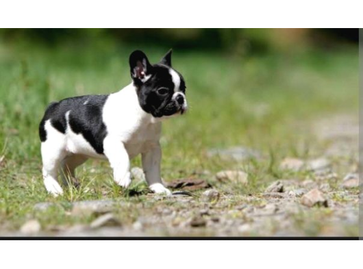 Baby Face Frenc Buldog Yavrular Namı Deger Bebekler görsel