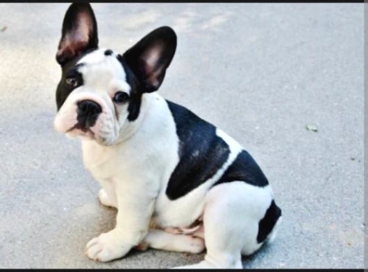 Baby Face Frenc Buldog Yavrular Namı Deger Bebekler görsel