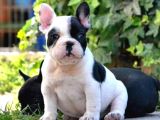 Baby Face Frenc Buldog Yavrular Namı Deger Bebekler