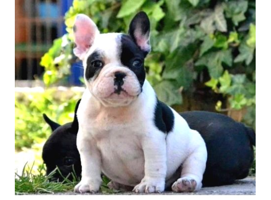 Baby Face Frenc Buldog Yavrular Namı Deger Bebekler görsel