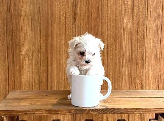 Teacup Maltese Yavrularım