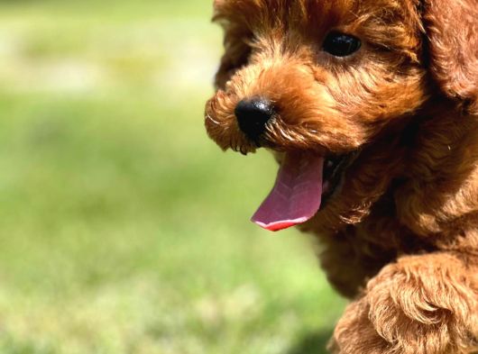 Kıvır Kıvır Mükemmel Formda Red Poodle Yavruları görsel