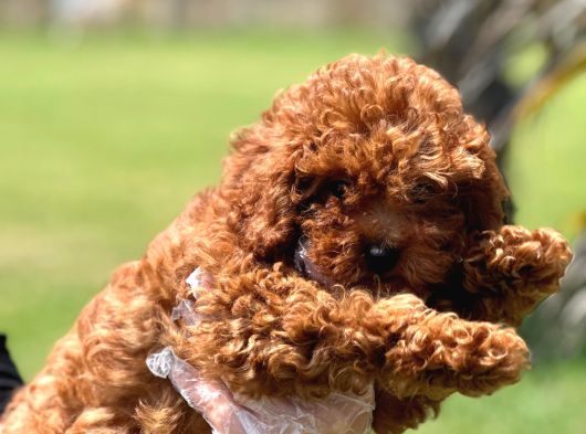 Kıvır Kıvır Mükemmel Formda Red Poodle Yavruları görsel