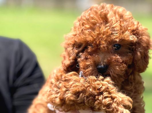 Kıvır Kıvır Mükemmel Formda Red Poodle Yavruları görsel