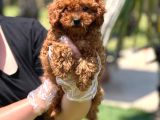 Kıvır Kıvır Mükemmel Formda Red Poodle Yavruları