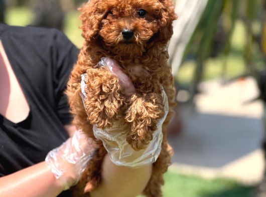 Kıvır Kıvır Mükemmel Formda Red Poodle Yavruları görsel