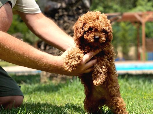 Kıvır Kıvır Mükemmel Formda Red Poodle Yavruları görsel