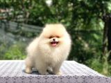 A Kalite Pomeranian Boo