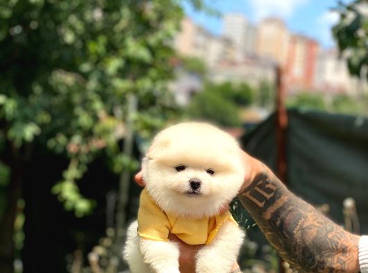 Sevimli Pomeranian Yavrular görsel