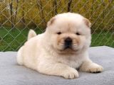 Kartopu gibi chow chow yavrularımız