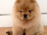 Çin Aslanı Chow Chow Bebekler Teslime Hazır