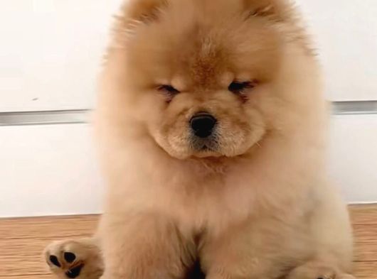 Çin Aslanı Chow Chow Bebekler Teslime Hazır görsel