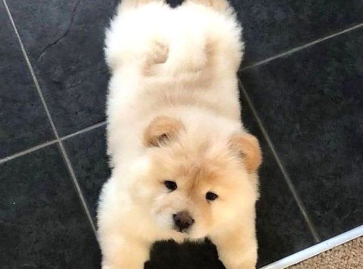 Çin aslanı chow chow bebekler teslime hazır
