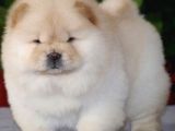 Çin Aslanı Chow Chow Bebekler Teslime Hazır