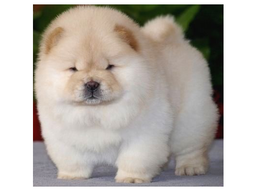 Çin Aslanı Chow Chow Bebekler Teslime Hazır görsel