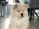 Çin Aslanı Chow Chow Bebekler Teslime Hazır