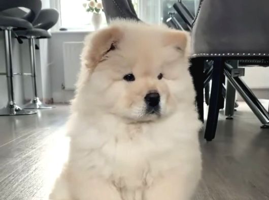 Çin Aslanı Chow Chow Bebekler Teslime Hazır görsel