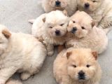 Çin Aslanı Chow Chow Bebekler Teslime Hazır