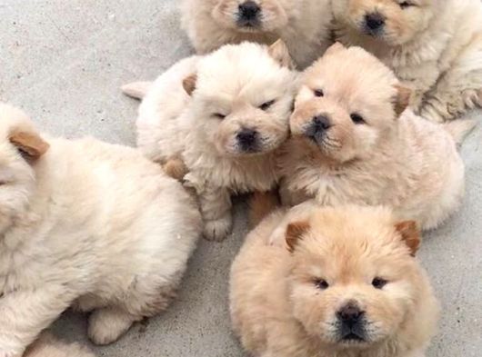 Çin Aslanı Chow Chow Bebekler Teslime Hazır görsel
