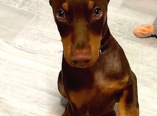 Şampiyon Soy Doberman Bebekler Hazırdır görsel