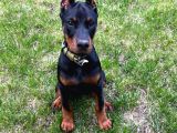 Şampiyon soy doberman bebekler hazırdır
