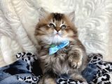 Kaliteli British Longhair Black Golden