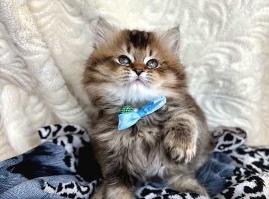 Kaliteli British Longhair Black Golden görsel