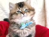 Kaliteli British Longhair Black Golden