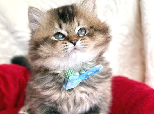 Kaliteli British Longhair Black Golden görsel