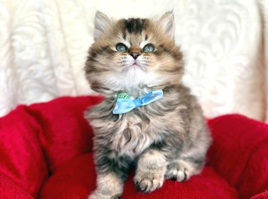Kaliteli British Longhair Black Golden
