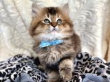 Kaliteli British Longhair Black Golden