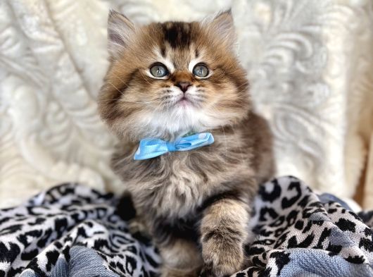 Kaliteli British Longhair Black Golden görsel