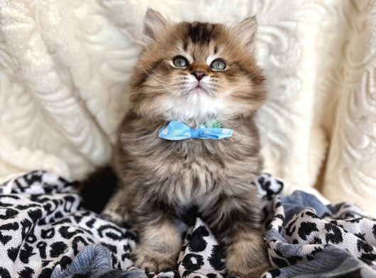 Kaliteli British Longhair Black Golden görsel