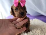 Red Brown Toy Poodle Yavrularımız