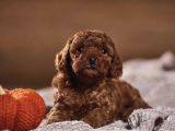 Red brown toy poodle yavrularımız
