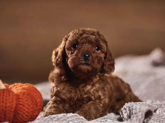 Red Brown Toy Poodle Yavrularımız