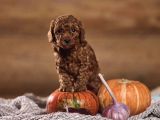 Red Brown Toy Poodle Yavrularımız