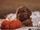 Red Brown Toy Poodle Yavrularımız