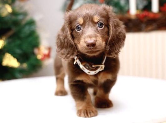 Minyatür Longhair Dachshund  Yavrular görsel